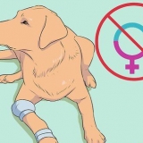 Criação de labradores
