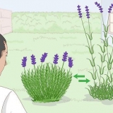 Cultivo de lavanda em vasos