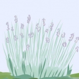 Poda de lavanda