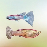 Identificando guppies machos e fêmeas