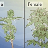 Distinguindo as plantas de cannabis masculinas das femininas