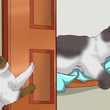 Deixar vários gatos viverem juntos