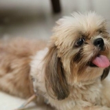 Brincando com um cachorrinho