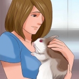 Brincando com seu coelho