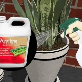 Remova formigas de vasos de plantas