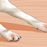 Como tratar ancilostomídeos em cães