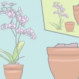 Cuidando de mini orquídeas