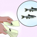 Mantendo os peixinhos vivos