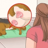 Tratando cadelas com mamilos doloridos ou infectados