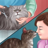 Removendo a cola de ratoeira da pata de um gato