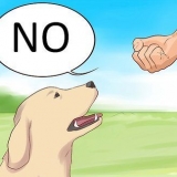 Diga não ao seu cão