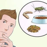 Fazendo comida de emergência para passarinhos