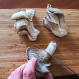 Prepare cogumelos ostra