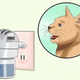 Lidando com um gato no cio