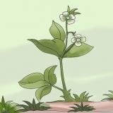Remova as ervas daninhas com uma enxada