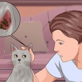 Eliminando ácaros da orelha em gatos