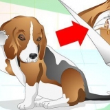 Tratamento de infecções de ouvido em cães