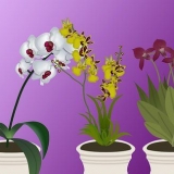 Cultivo de orquídeas