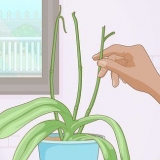 Fazendo as orquídeas florescerem novamente
