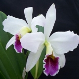 Cuidando das orquídeas