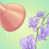 Regar orquídeas