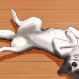 Acariciando a barriga de um cachorro