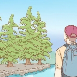 Sobrevivência na floresta