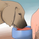 Reduzindo o derramamento excessivo em cães