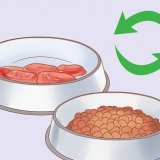 Tratamento de flatulência excessiva em cães
