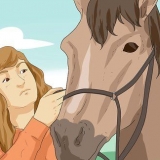 Passeios a cavalo