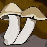 Cultivo de cogumelos