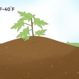 Cultivo de mamão