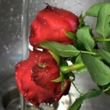Fazendo perfume de pétalas de rosa