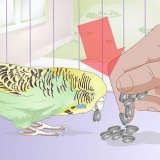 Alimentando periquitos