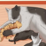 Doando gatinhos recém-nascidos