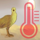 Cuidando de pavões