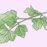 Cultivo de salsa