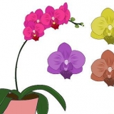 Cuidados com orquídeas phalenopsis (orquídeas borboleta)