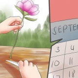 Compartilhando e transplantando peônias