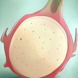 Pitaya em crescimento