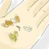 Cultivando plantas a partir de sementes