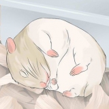 Se divertindo com seu hamster