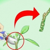 Estacas de plumeria