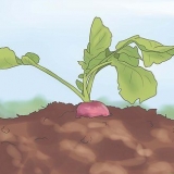 Colhendo rabanetes