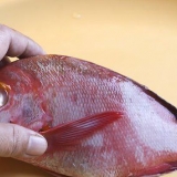 Prepare o pargo vermelho