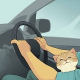 Viajar com um gato