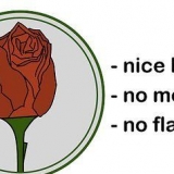 Secagem de rosas