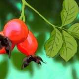 Cultivando rosas a partir de sementes