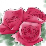Crescendo rosas