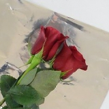 Mantendo as rosas frescas